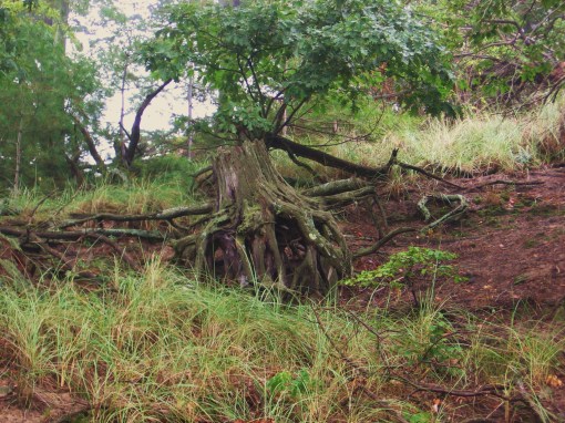 Tree stump at Maranatha