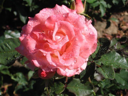 Raindrops on my rose
