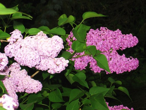 purple lilacs in two shades