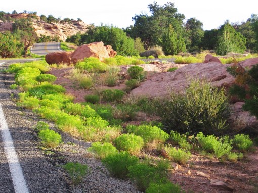 Desert green in Canyonland