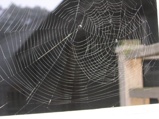 Spider webs at Maranatha