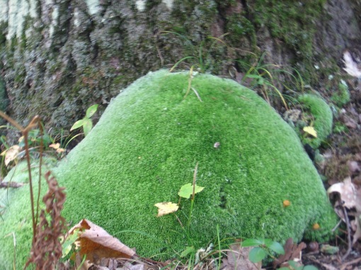 moss mound at Higgins Lake