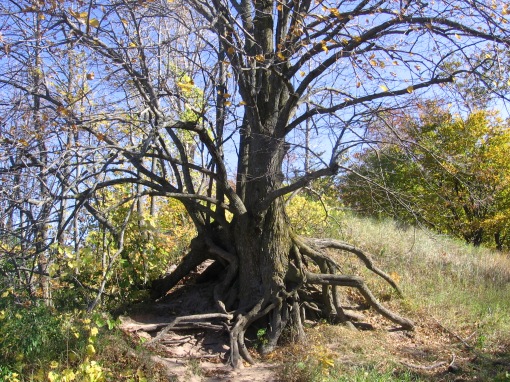 Tree up north, Michigan